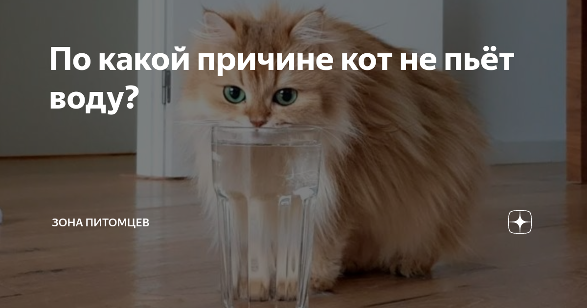 Кошка не пьет воду: факторы, которые влияют на количество потребляемой жидкости