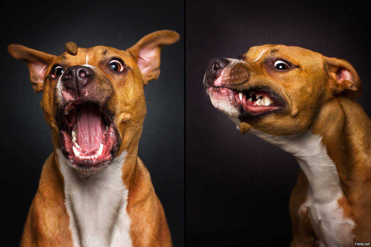 15 забавных историй о собаках, которые вызвали смех и недоумение своих владельцев