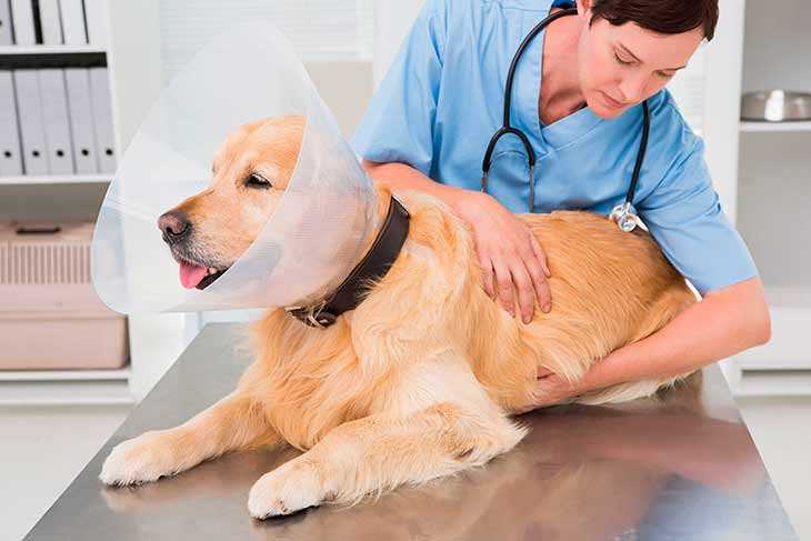 Частое мочеиспускание у собак – повод обратиться к ветеринару?