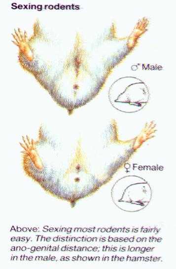 Рекомендации, как можно определить пол джунгарского хомяка. основные отличия самки от самца