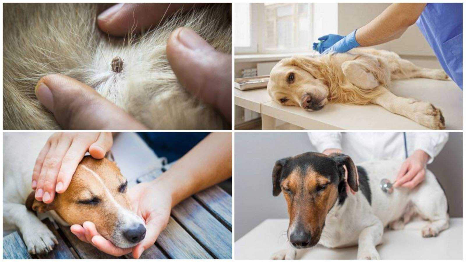 Лечение собак от опарышей и ран: удаление личинок из шкуры, у молодых и старых питомцев, что делать, если в заднем проходе и других местах под кожей
