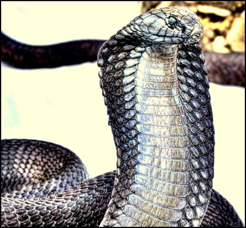 Домашние змеи: какие виды можно завести, их характеристики, рекомендации при покупке и стоимость Особенности содержания змей в домашних условиях