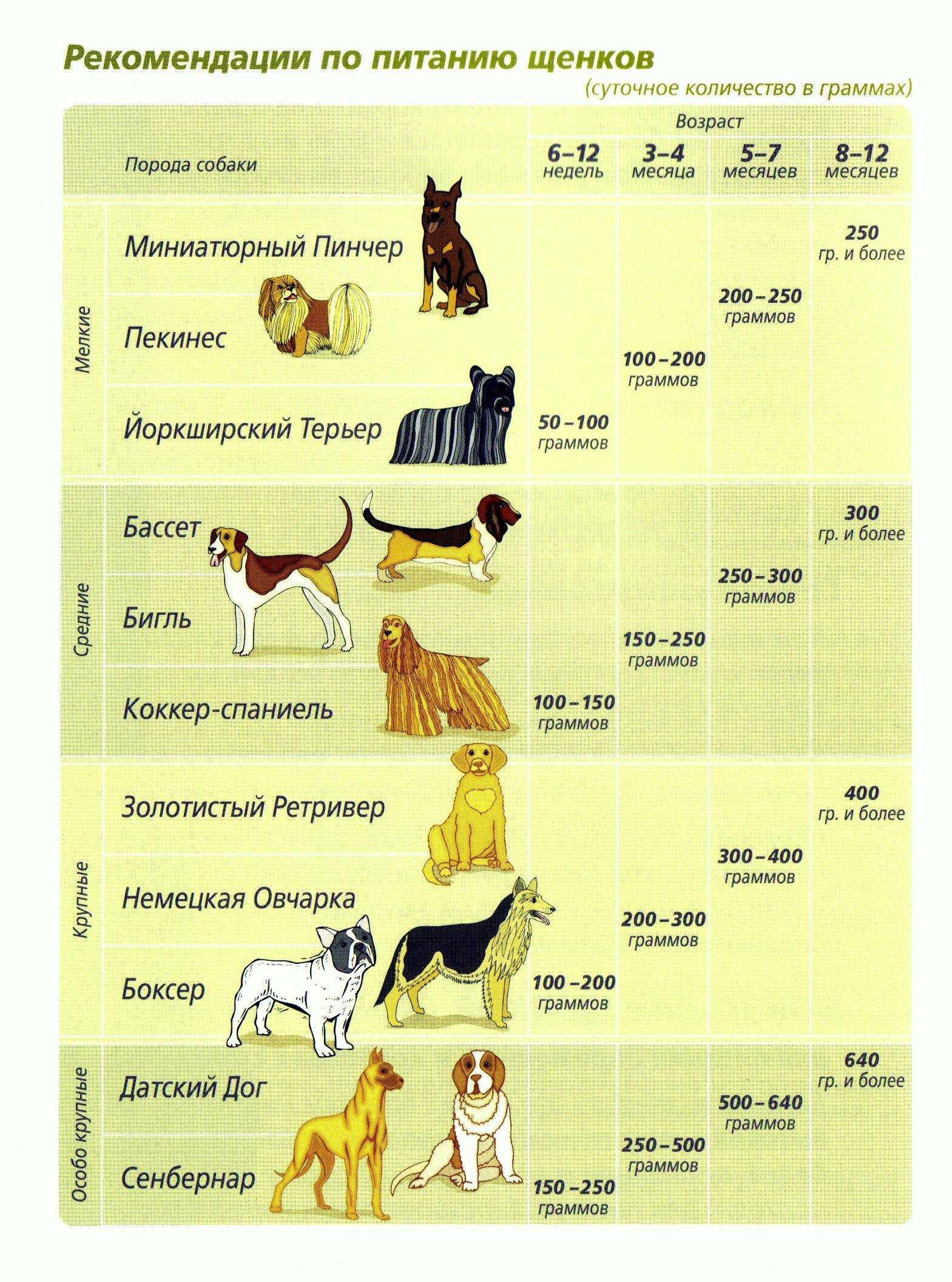 Пули - порода собак с дредами: описание и характеристика, уход и содержание
