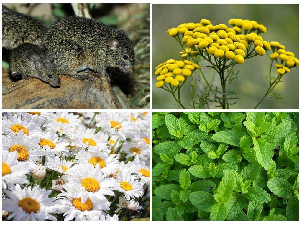 Какая трава отпугивает. Растения отпугивают крыс и мышей. Цветок от мышей. Растения от мышей и крыс на даче. Растение от мышей на даче.