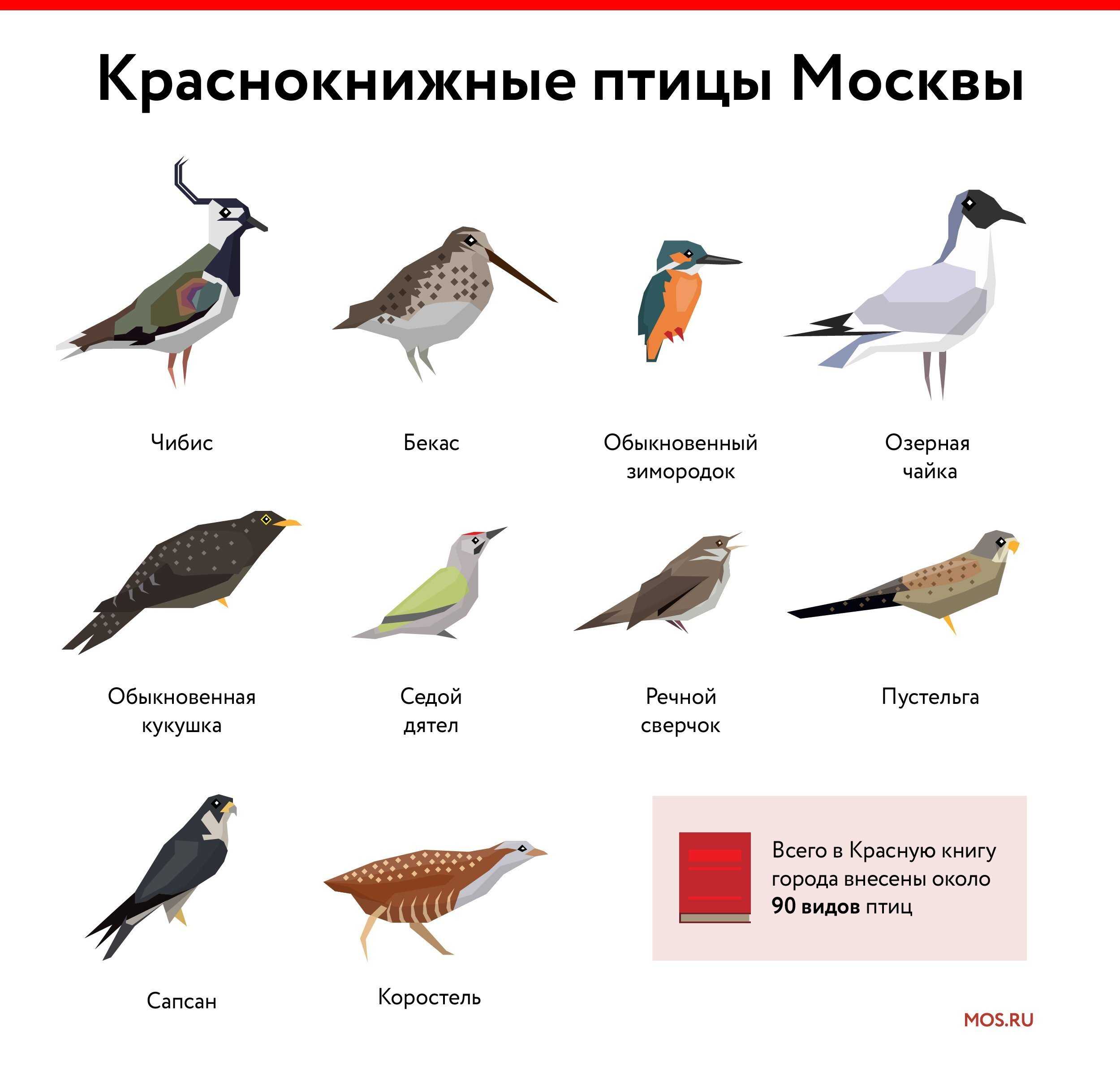 10 самых опасных птиц в мире
