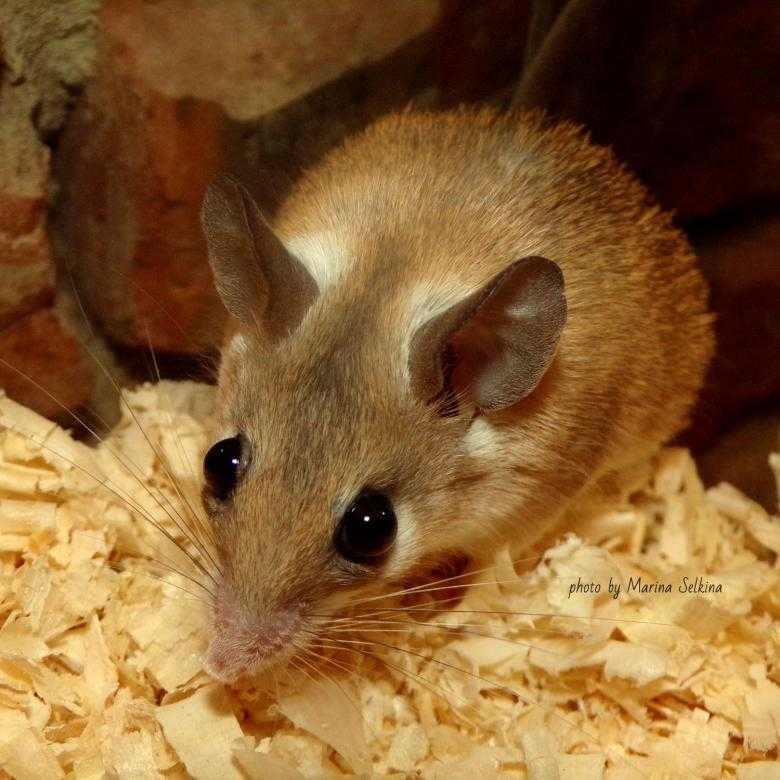 Как содержать дома египетскую игольчатую мышь: описание и характеристики, почему сбрасывают кожу, где живут в природе, поведение, размножение, враги, особенности содержания дома