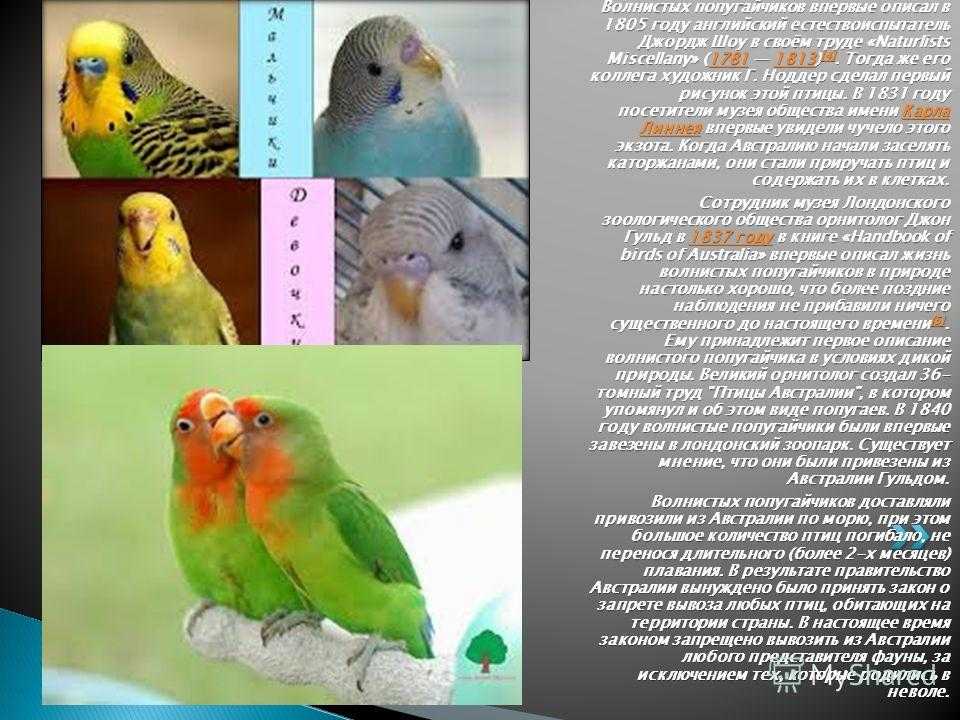 Родина волнистых попугаев: откуда родом птицы по сведениям википедии, где живут и обитают в природе