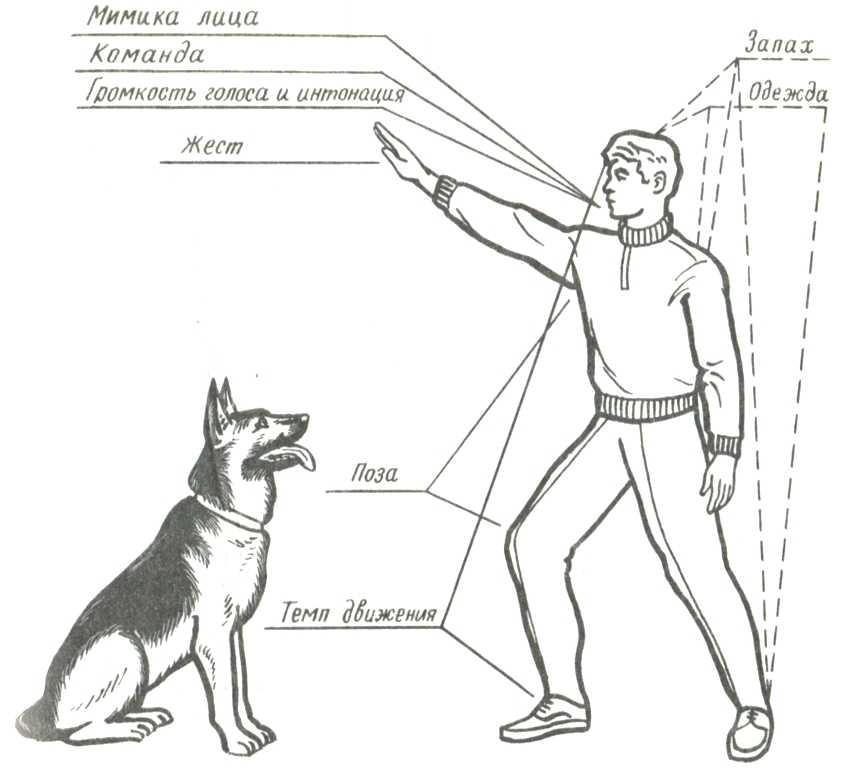Команда рядом. как научить щенка или взрослую собаку команде рядом: голосом и жестом