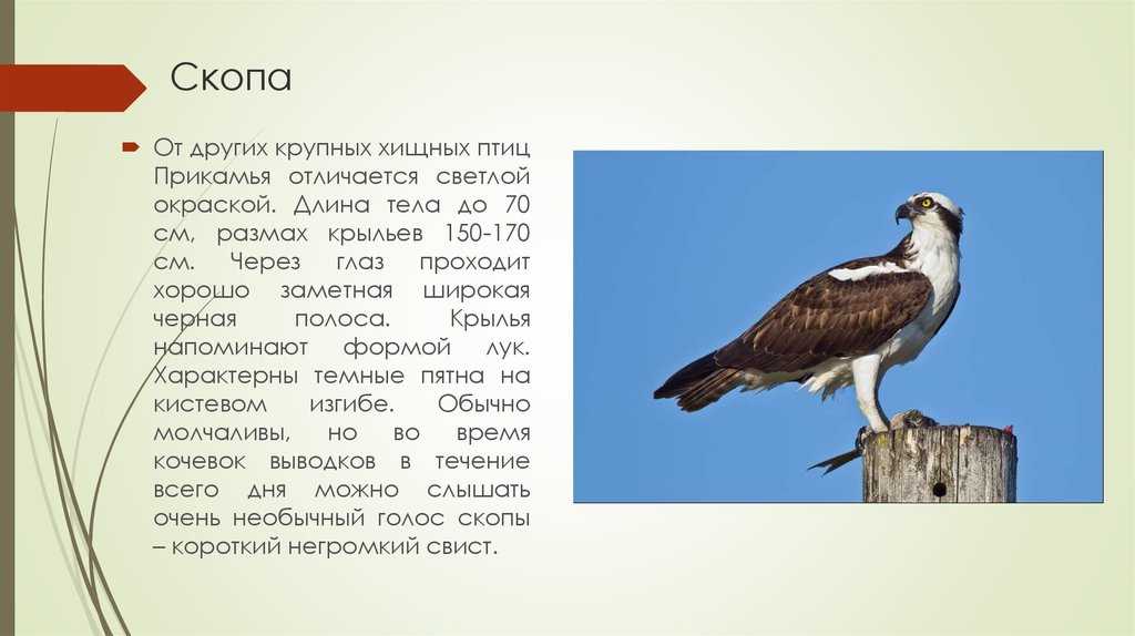 Скопа: описание биологии, внешнего вида и распространения