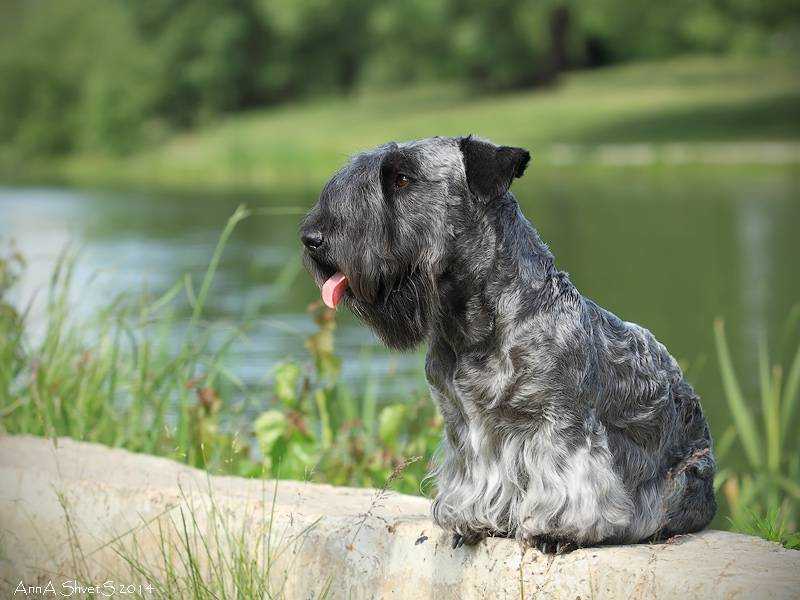 Чешский терьер - описание породы и характер собаки