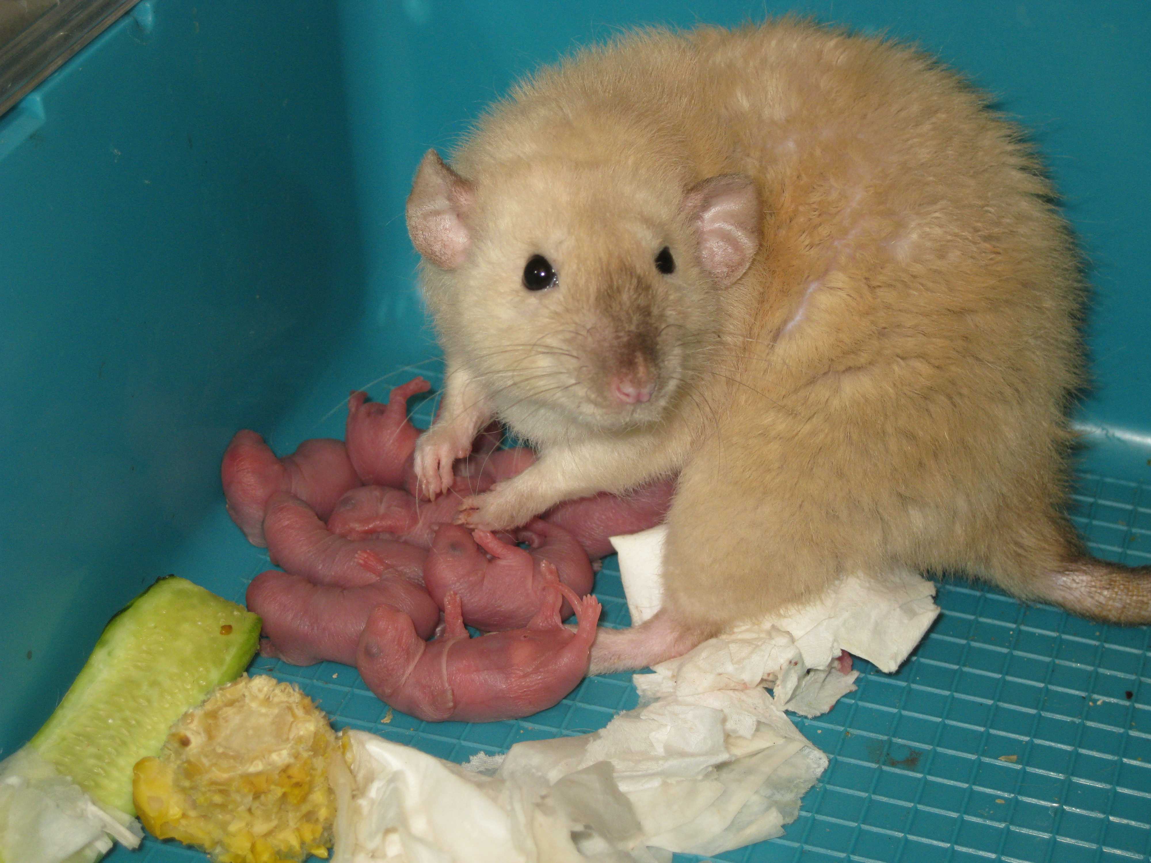 Роды у декоративных крыс — как и сколько крысят рожает крыса за один раз