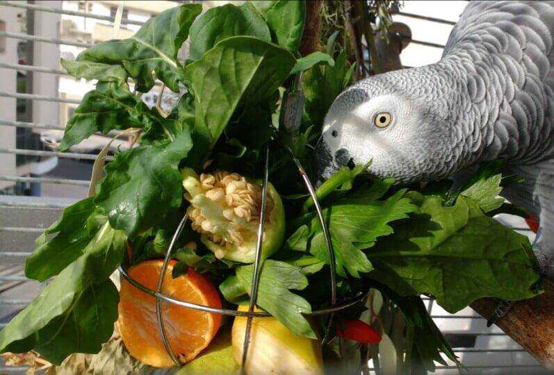 Чем кормить попугая кореллу в домашних условиях
