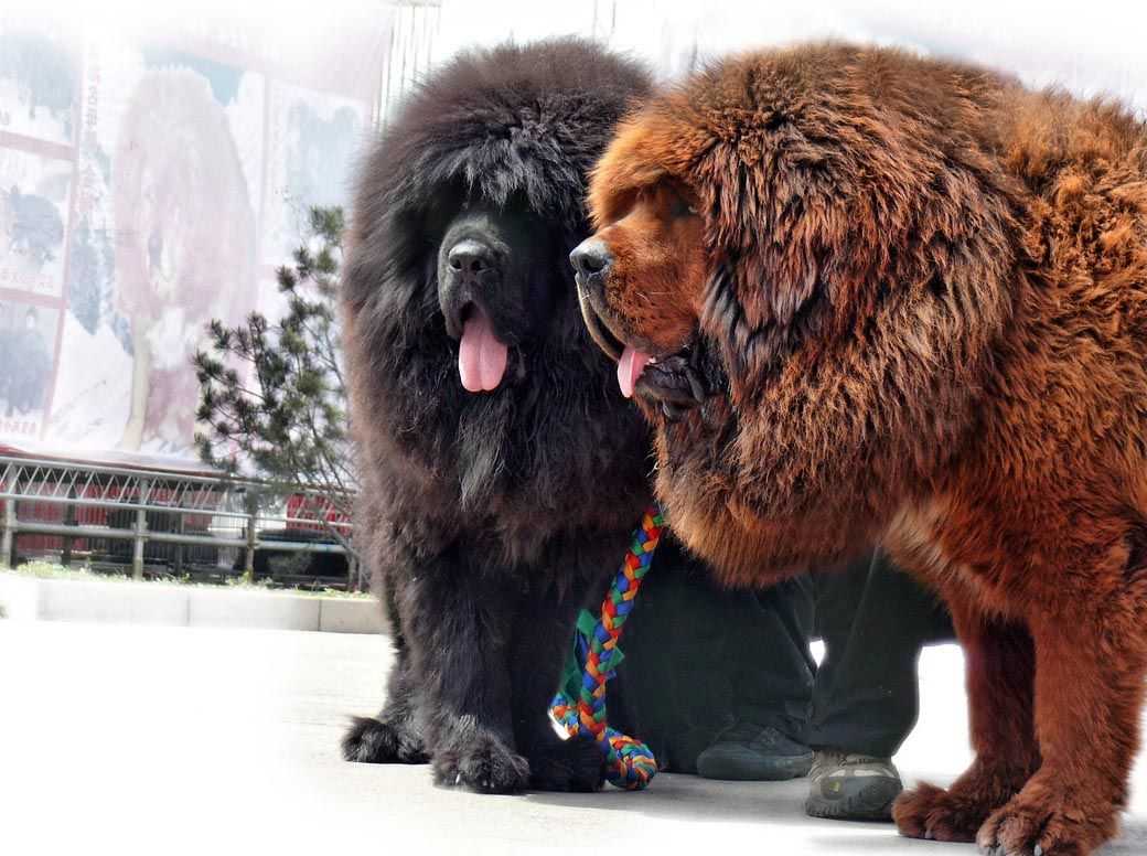 Самые большие в мире породы собак: описание и фото