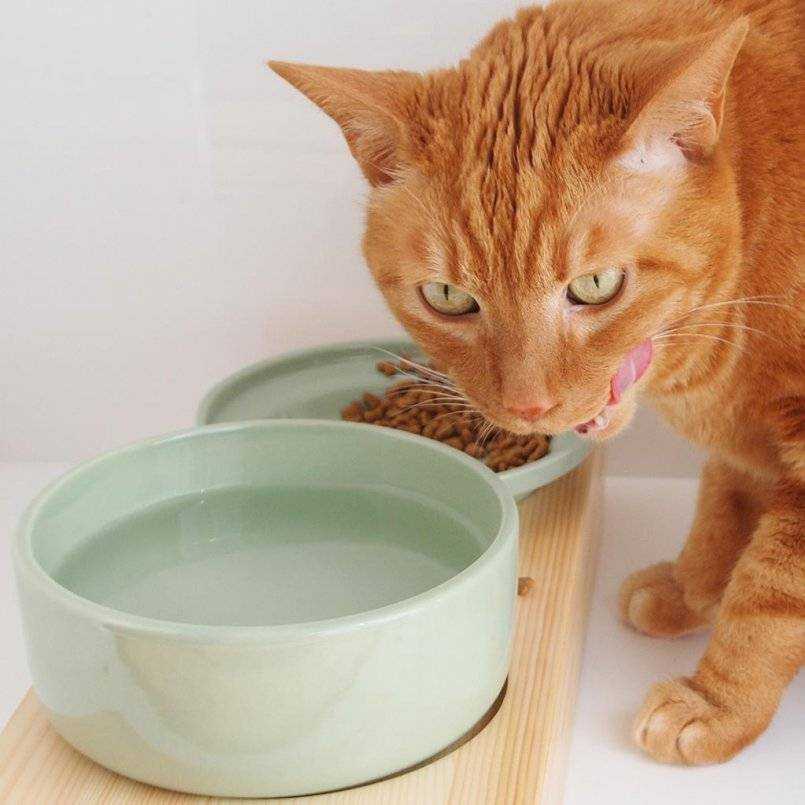 Чем лучше кормить кота: «натуралкой» или сухим кормом?