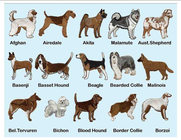 Ездовые собаки: разновидности северных пород собак для упряжки, эскимосская лайка