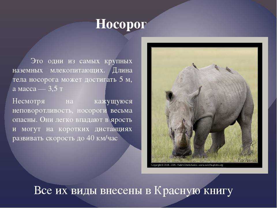 Белый носорог: как выглядит, где обитает, чем питается и интересные факты (фото)