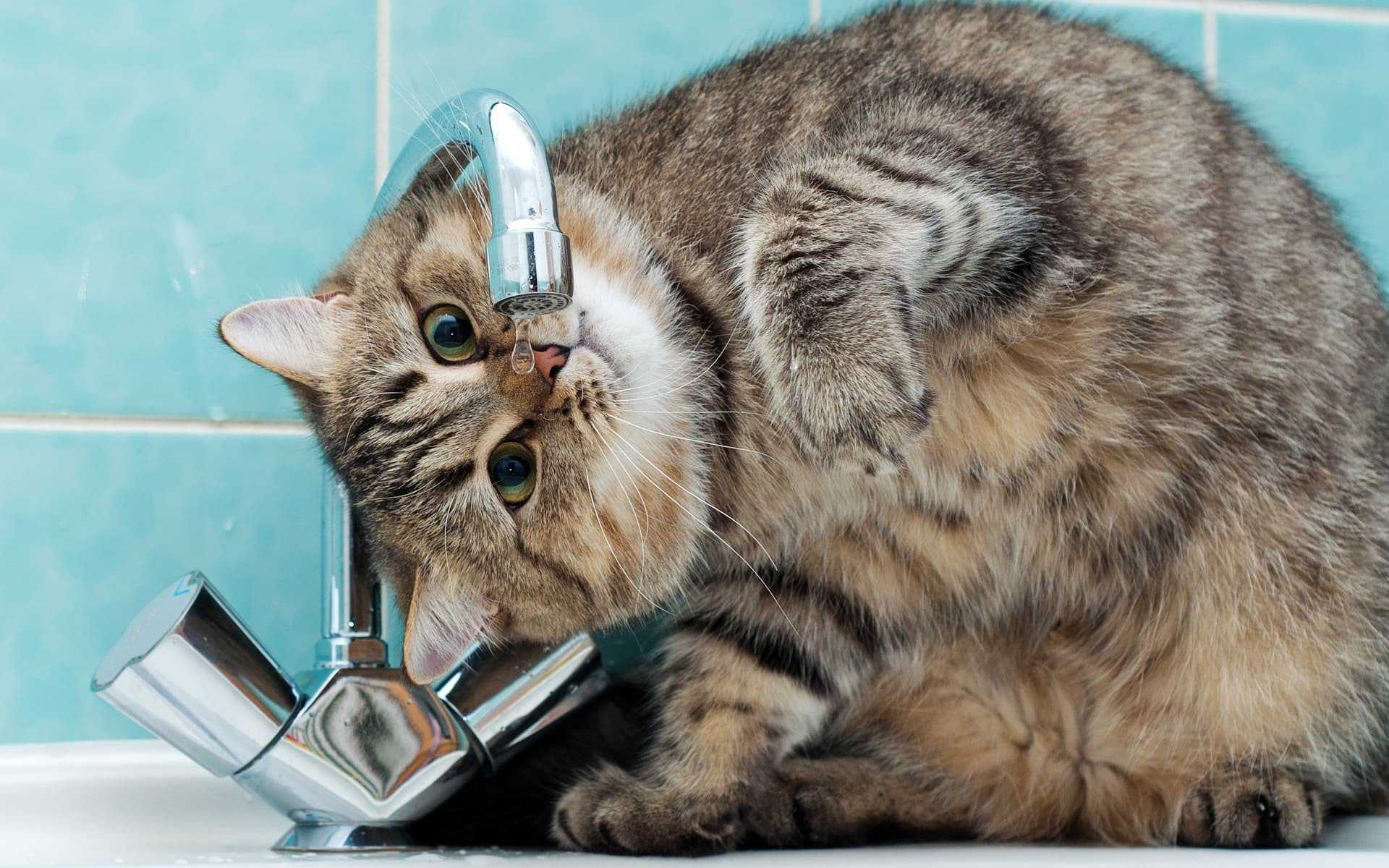 Кошка без воды: сколько требуется коту воды в день, как долго может прожить и что делать, если совсем не пьет