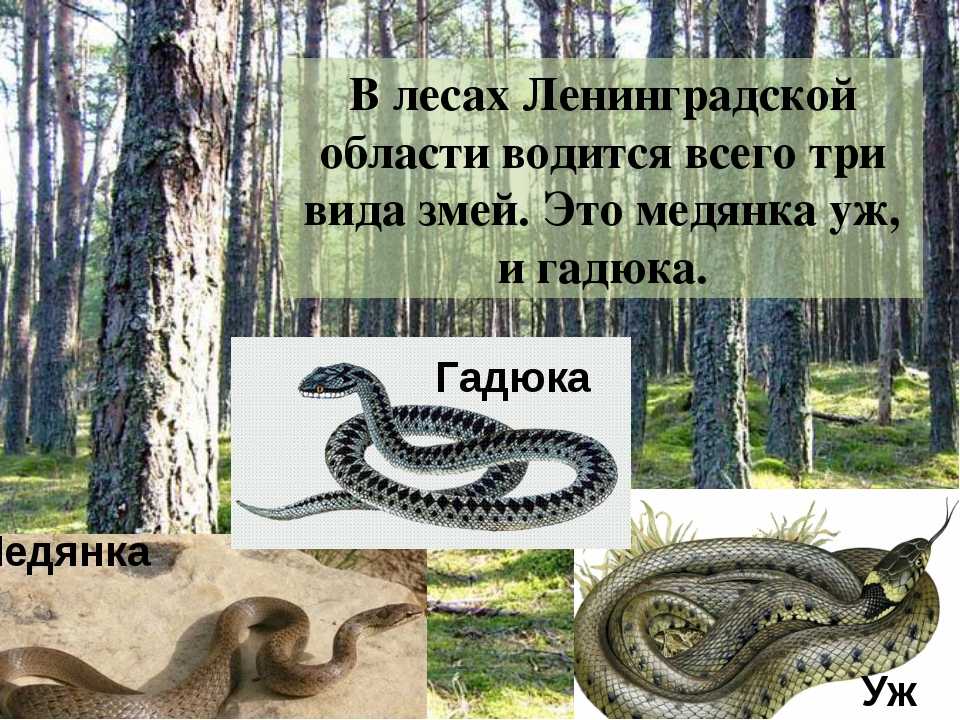 В тёплое время года, когда люди выезжают на дачу или отправляются в лес за грибами, они могут случайно встретиться со змеёй И, несмотря на то, что в Ленинградской области и Санкт-Петербурге водится всего три вида змей, среди них встречаются ядовитые Поэто