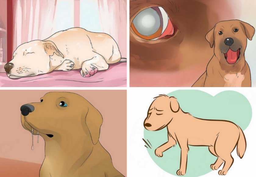 Гипогликемия у собак: основные причины понижения уровня глюкозы в крови у мелких и крупных пород и симптомы низкого показателя Методы лечения и предотвращения гипогликемии у собак