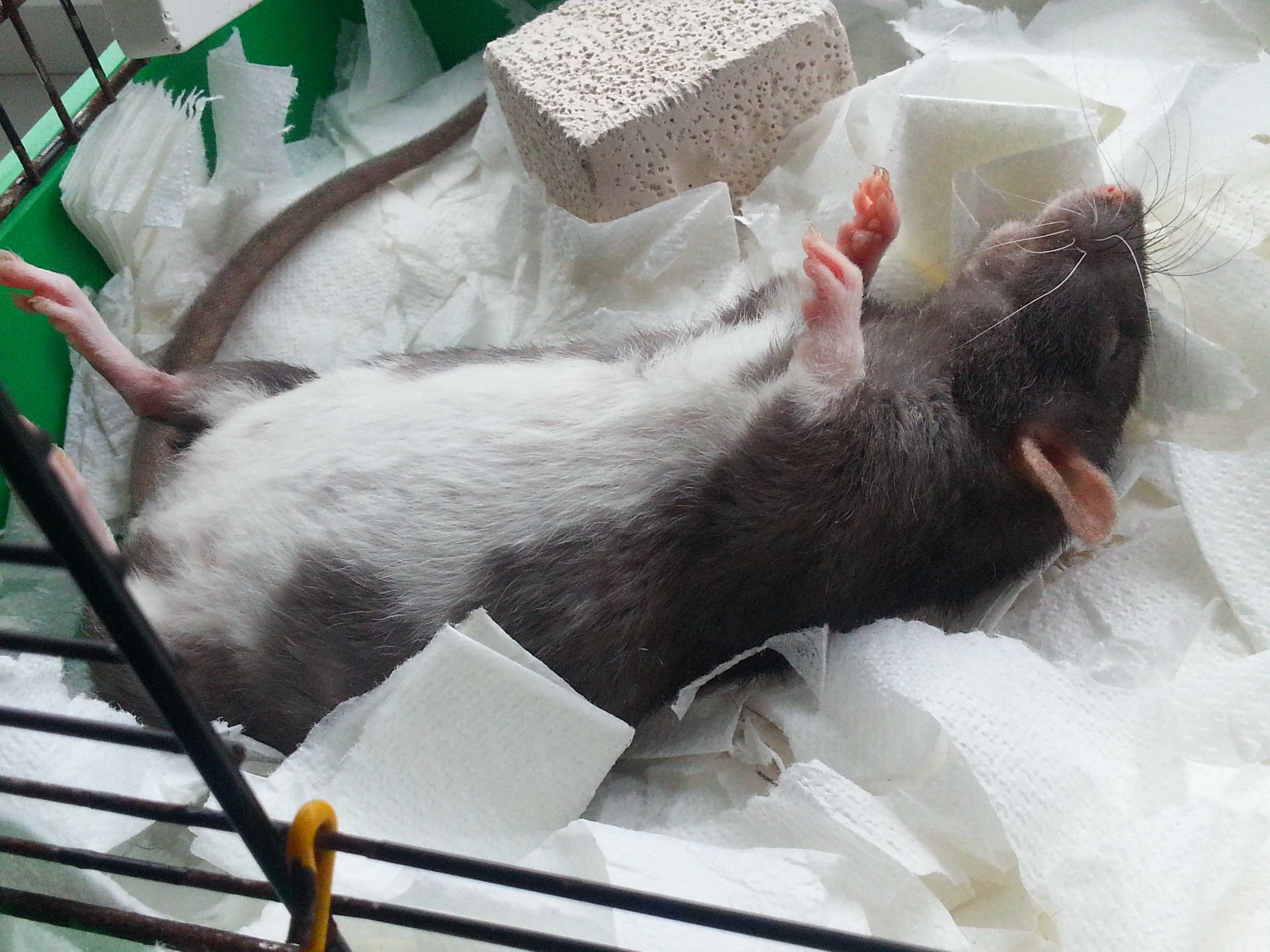 Сколько длится беременность у крыс, как понять что грызун вынашивает потомство