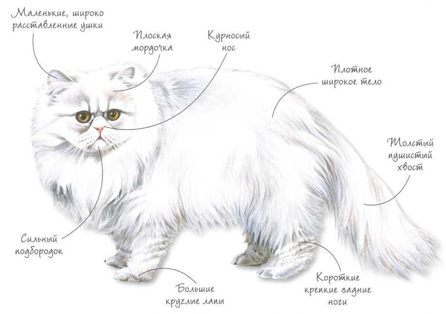 Список всех пород кошек с фотографиями и названиями на сайте petstory