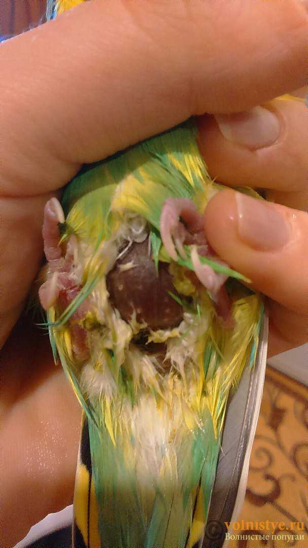 Лечение попугая в домашних условиях. ветеринарный уход за больной птицей