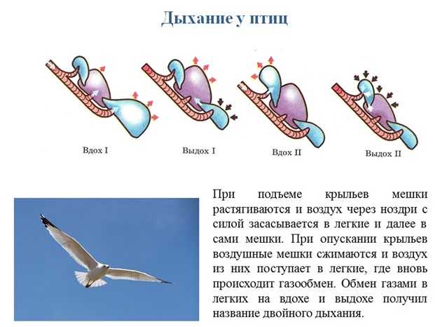 Сорокопут птица, её особенности, образ жизни и среда обитания | givotinki.ru