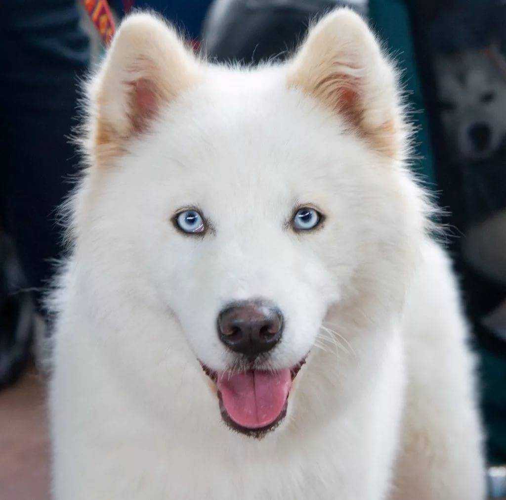 Якутская лайка: описание породы, характер, фото | все о собаках
