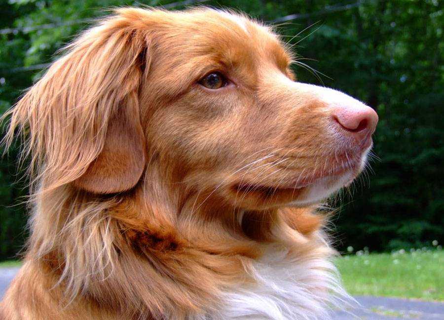 Описание породы ротвейлер: характеристика собак, особенности ухода и отзывы владельцев о своих питомцах