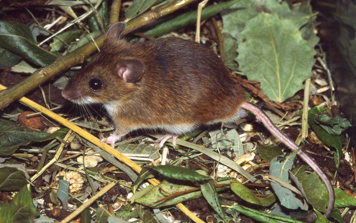 Летучая мышь: описание животного для детей. где живет, чем питается и как размножается летучая мышь?