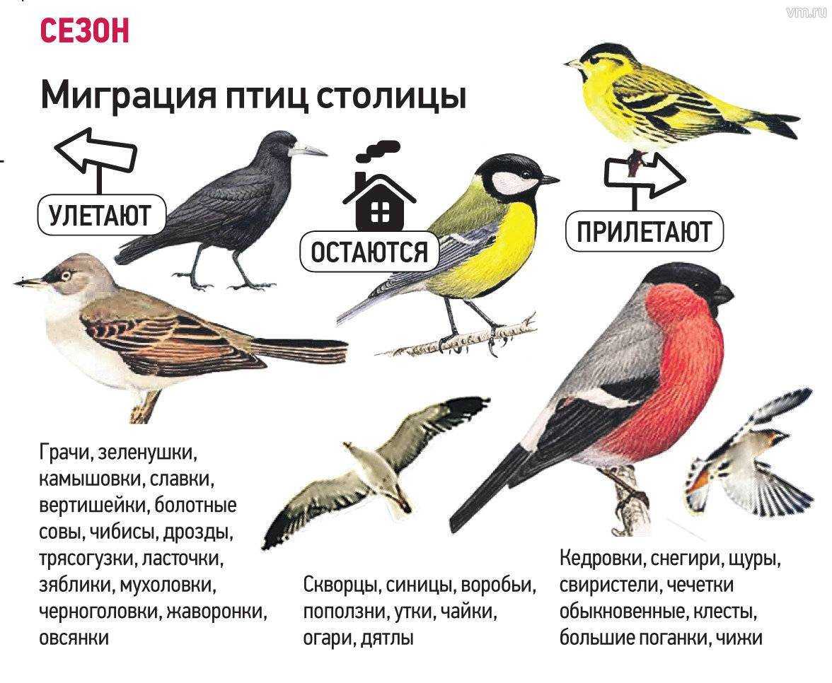 Птицы средней полосы россии фото и названия описание