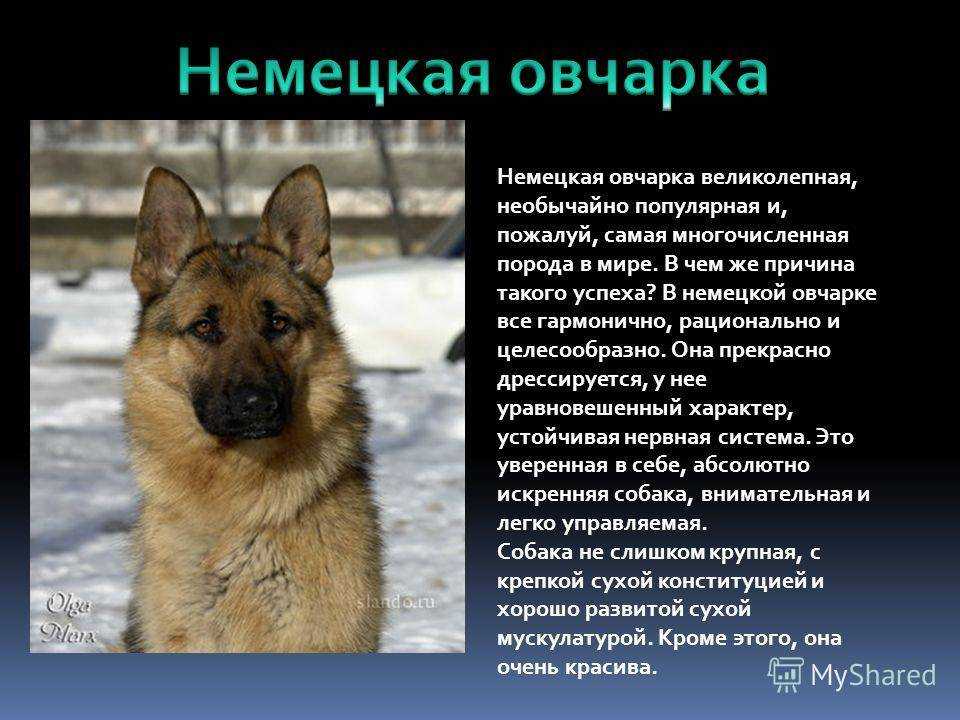 Собака сулимова. описание, особенности, уход и содержание породы