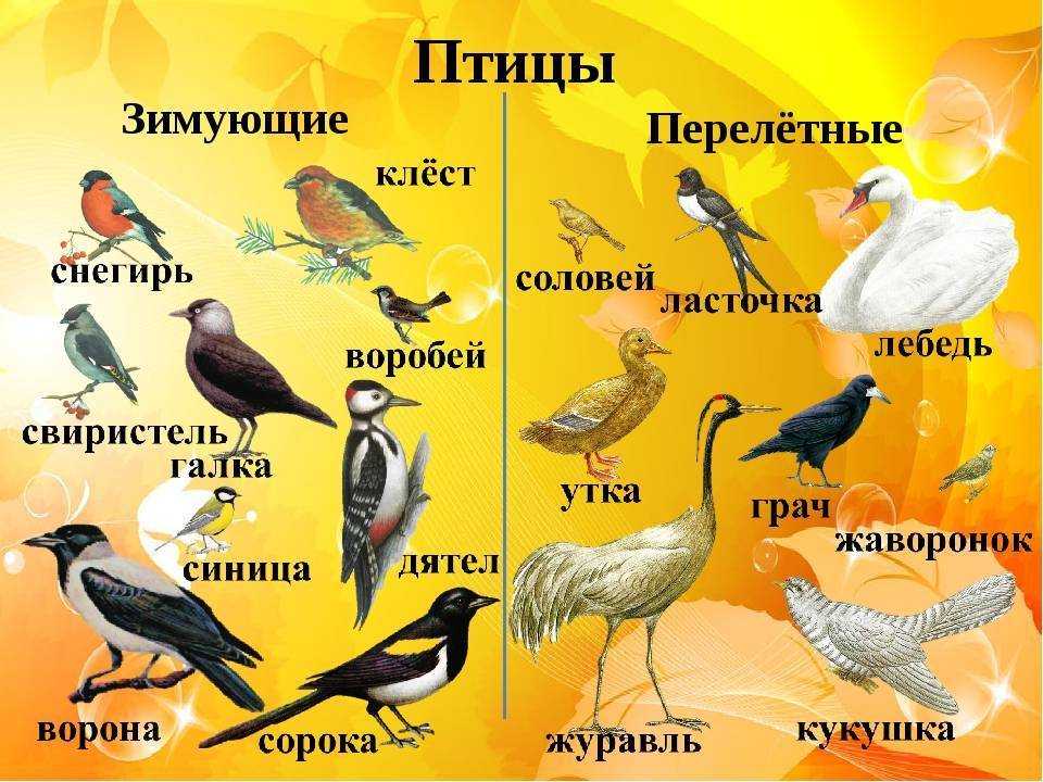 Перелетные птицы Названия, описания и особенности перелетных птиц Статья подробно расскажет о перелетных птицах, какие птицы улетают на юг