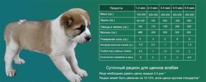 Кто лучше: породистые собаки или дворняги? | dogkind.ru
