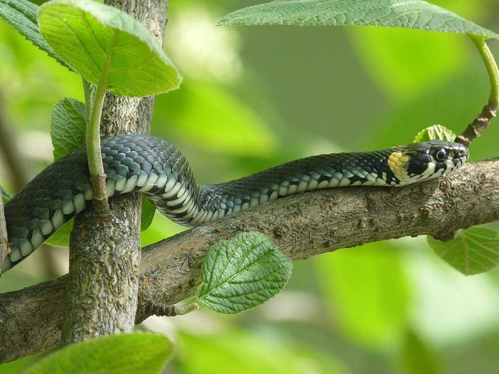 Уж змея. описание, особенности, виды, образ жизни и среда обитания ужа | живность.ру