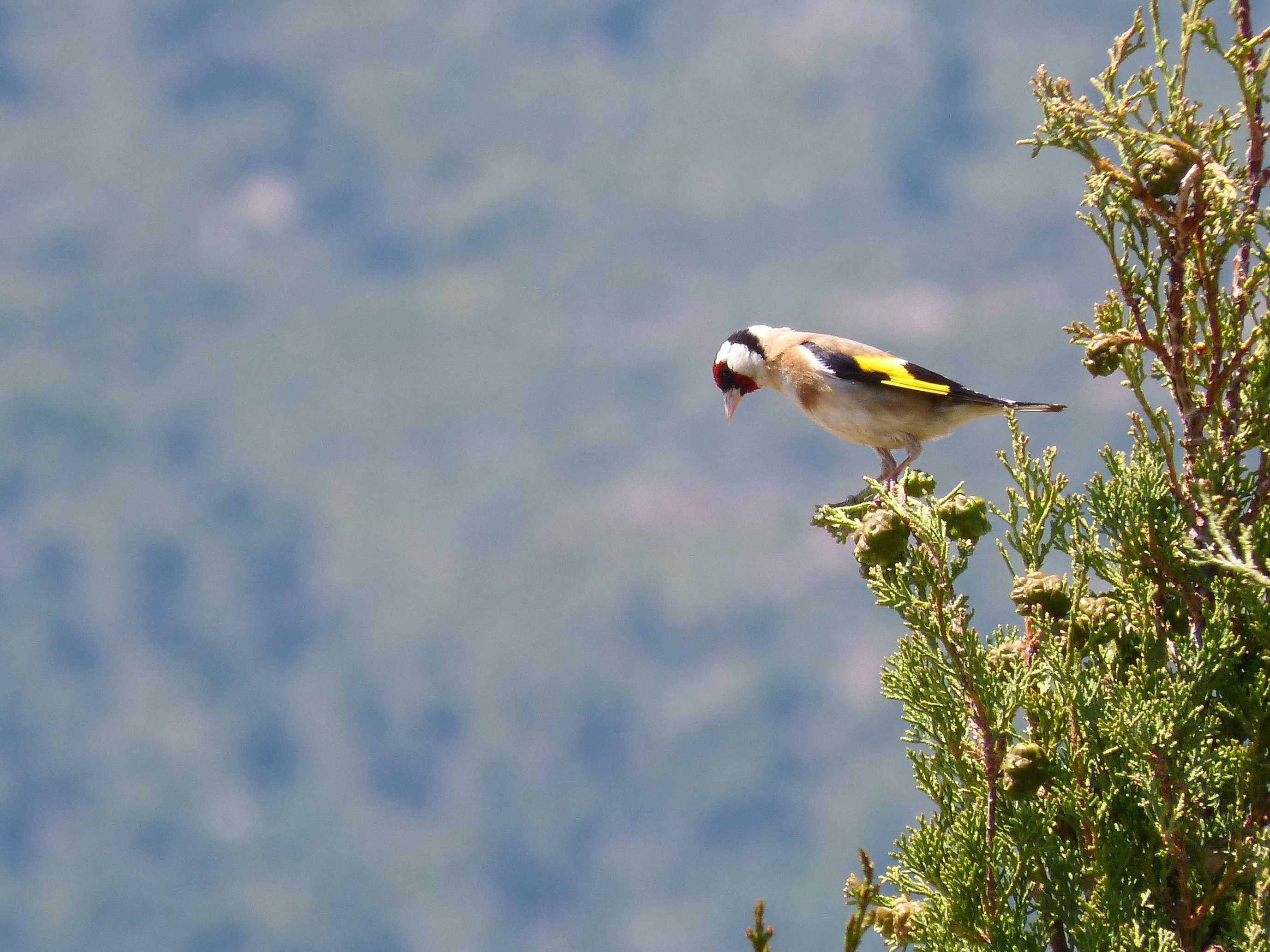 Птица черноголовый щегол — в дикой природе и дома, содержание и питание
