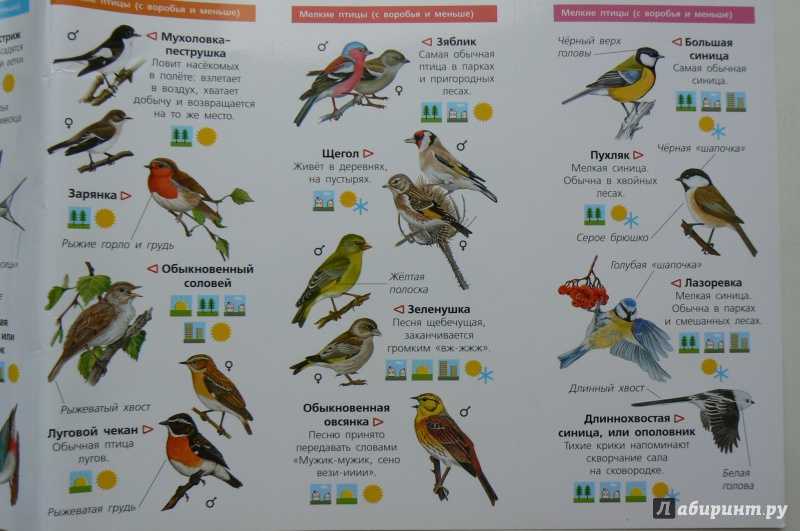 Птицы москвы и подмосковья фото с названиями зимующие