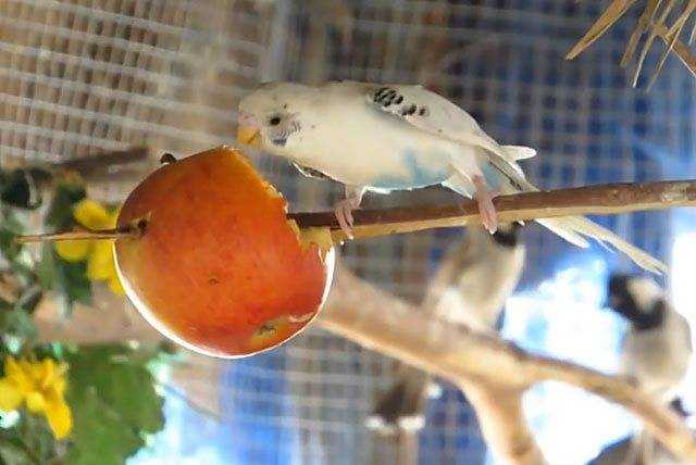 Мандарины для домашних попугайчиков: возможность использования в рационе домашнего любимца, полезные свойства этих фруктов для птицы, дозировка и способ кормления