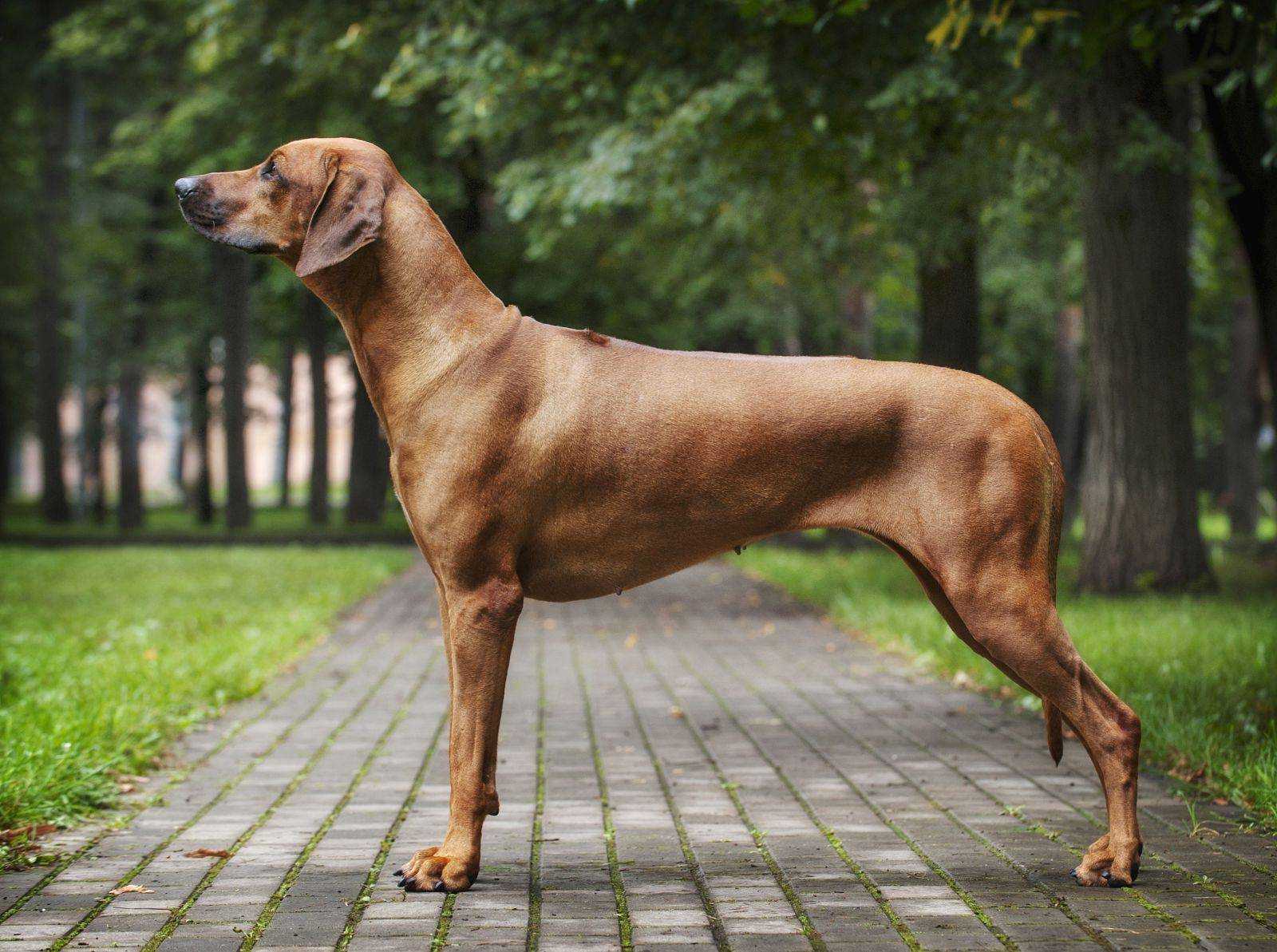 Порода собак риджбек родезийский: фото, видео, описание породы и характер