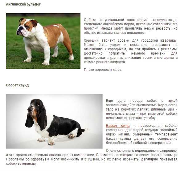 Папильон: порода собак, описание, как купать, уход, содержание, фото, плюсы и минусы