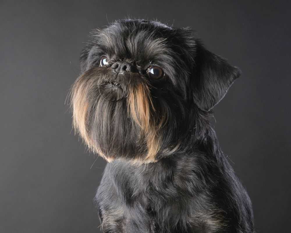 Собаки породы гриффон: здоровье, содержание, характер породы | блог ветклиники "беланта"