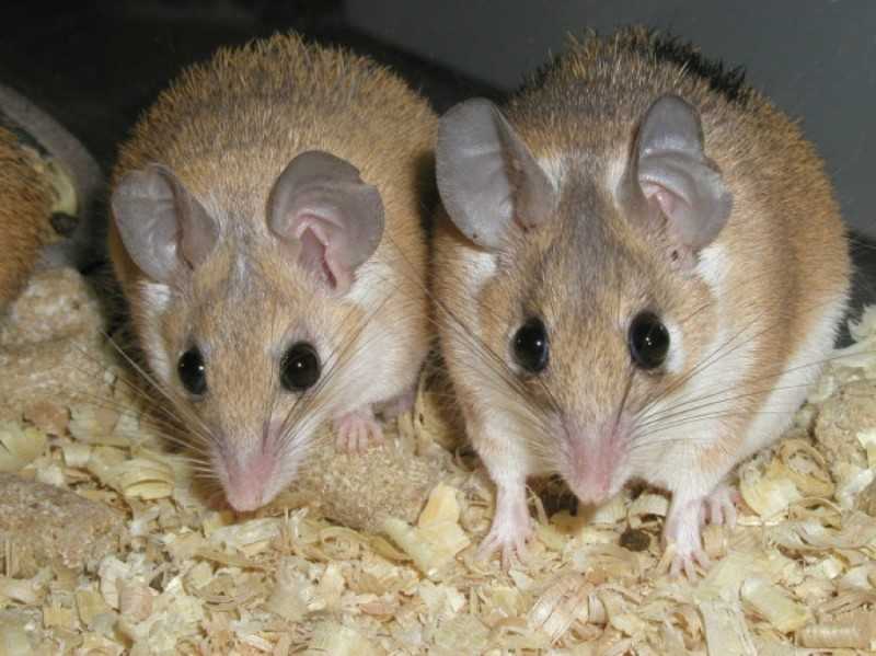 Иглистая мышь: содержание и уход в условиях дома