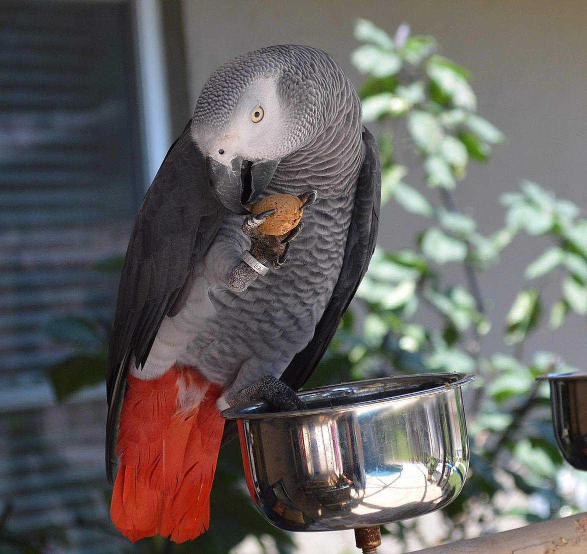 Содержание попугая жако в домашних условиях