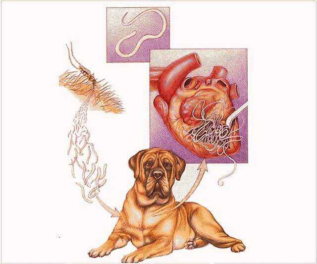 Собачий цепень: лабораторная диагностика дипилидиоза (огуречного) и бычьего паразита у собак, симптомы заражения, их фото и схема лечения, чем лечить