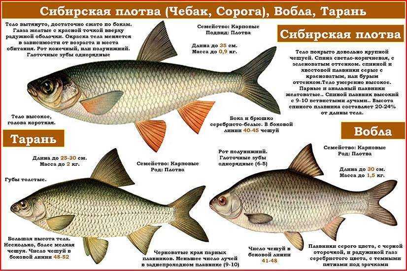 Рыба красноперка: фото и описание