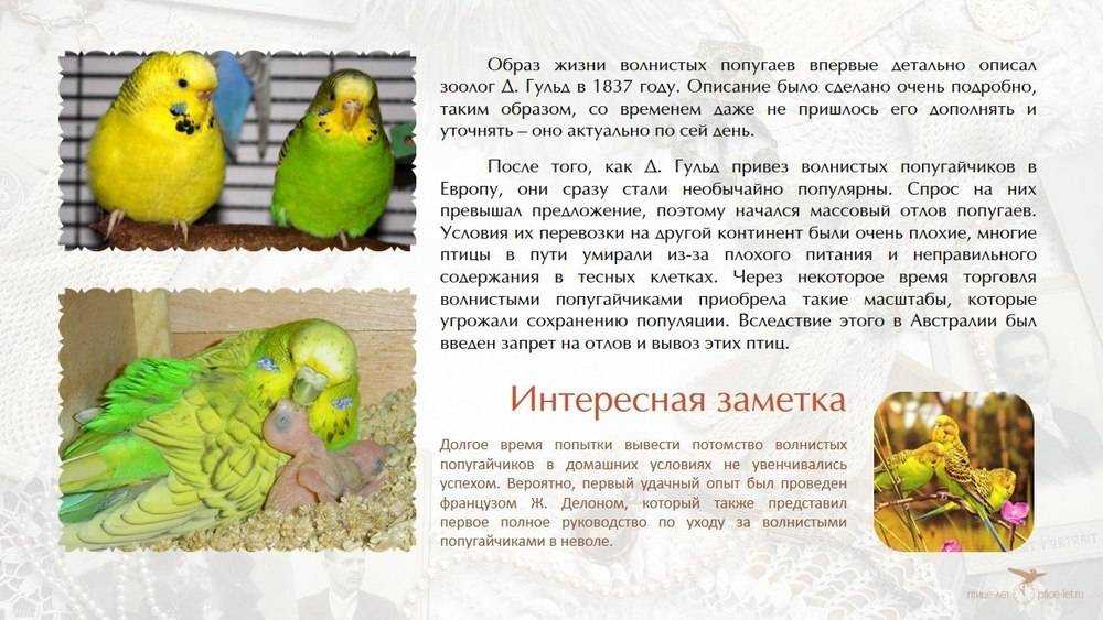 ᐉ каких попугаев лучше держать дома? - zoomanji.ru
