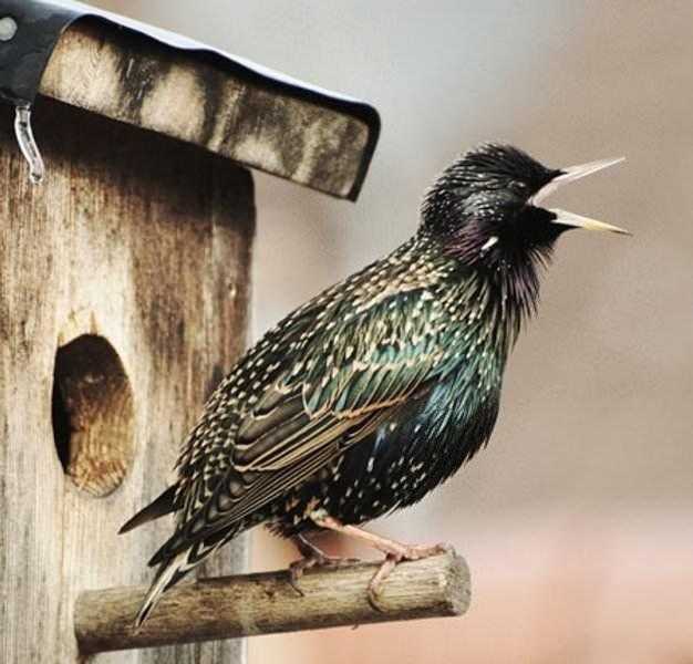 Скворец: внешность и среда обитания, питание и размножение, другие особенности птицы