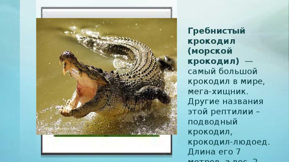 Гребнистый крокодил – фото, описание, ареал, рацион, враги, популяция