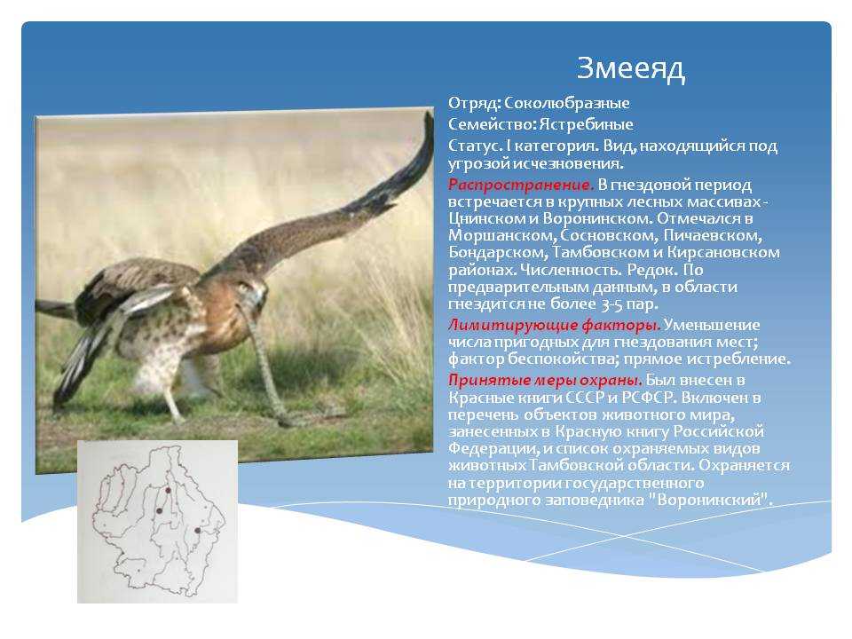 Белоголовый орлан: фото и описание, среда обитания, питание и размножение