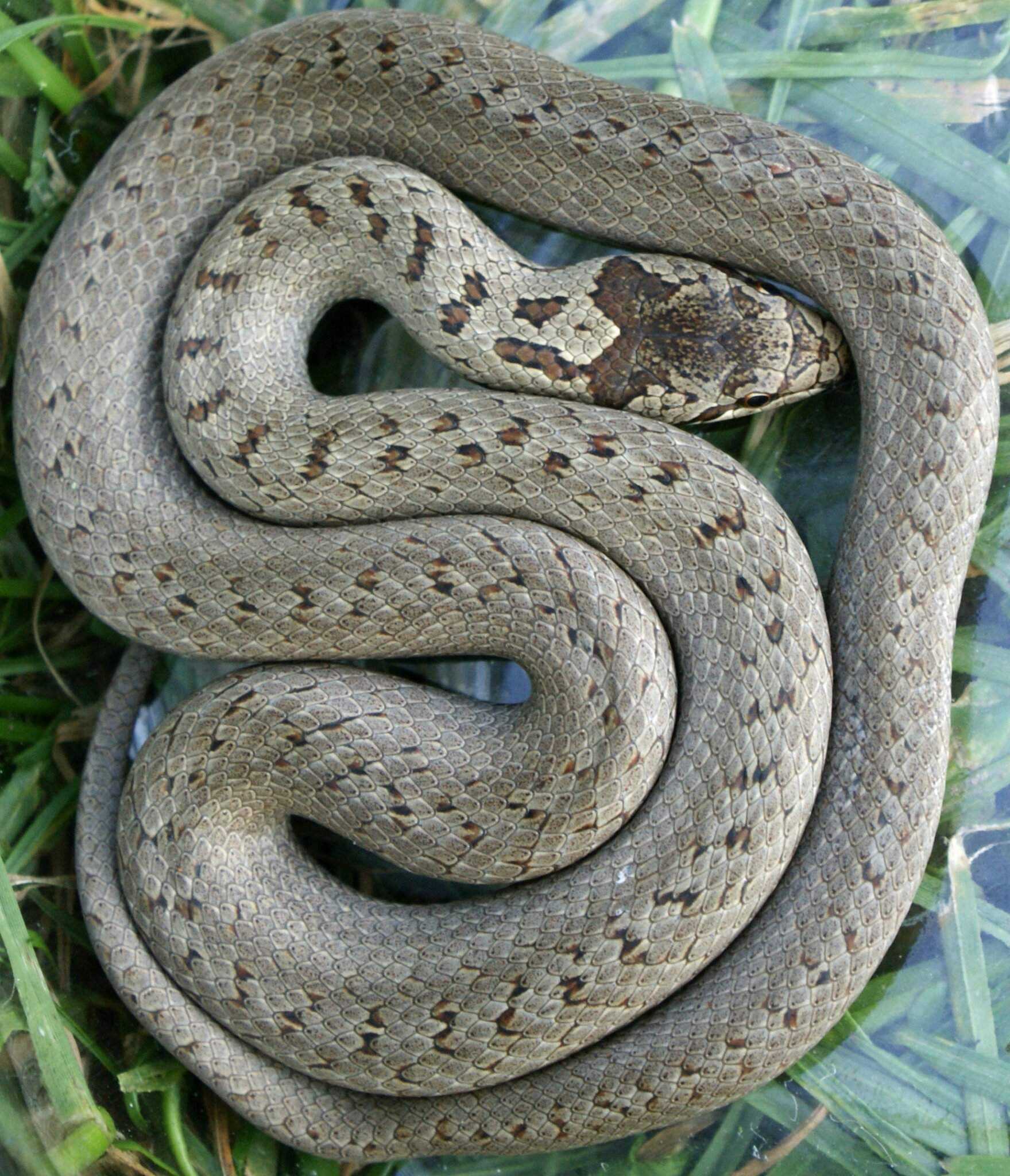 Медянка: как выглядит змея, где встречается, опасна ли